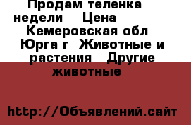 Продам теленка (3 недели) › Цена ­ 13 000 - Кемеровская обл., Юрга г. Животные и растения » Другие животные   